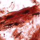 Magnified image of the extracellular matrix from an Allosaurus fragilis vertebra. The originally collagenous matrix fibers are preserved, and osteocytes (bone cells) with filipodia are dark and infilled.
